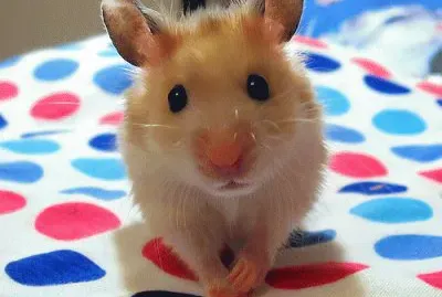 פאזל של muy tierno hamster
