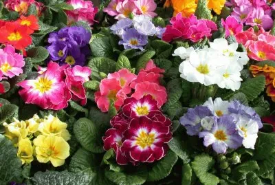 פאזל של primeveres