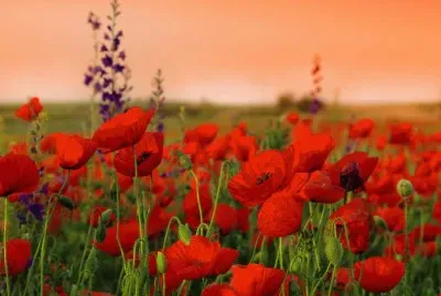 פאזל של coquelicots