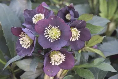 hellebore