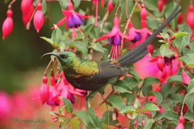 Nectarinia kilimensis jigsaw puzzle