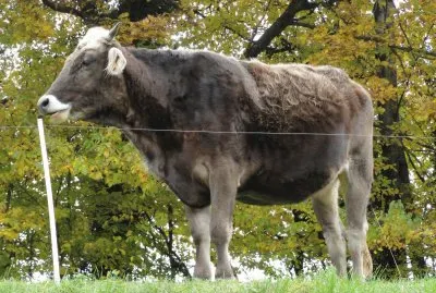 Animaux jigsaw puzzle