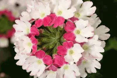 Verbena Twister Pink