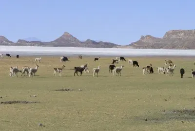 Llamas en Bolivia