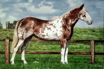 cavalo