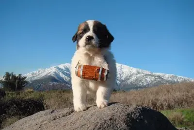 Kaiser jigsaw puzzle