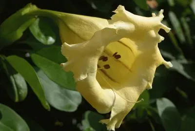 solandra