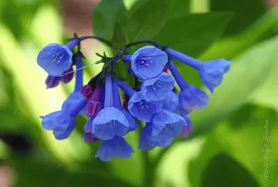 fleur