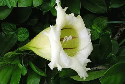 solandra