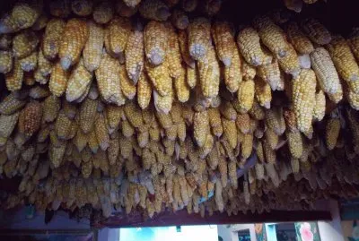 פאזל של MAIZ SECANDO