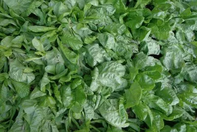 LECHUGAS jigsaw puzzle