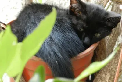 LA CHILINDRINA DURMIENDO LA SIESTA