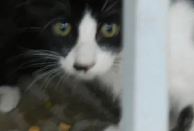 MILO, EL GATITO CALLEJERO