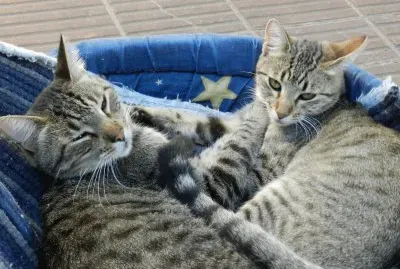 POPI  Y YAYITA