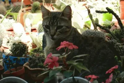 YAYITA CUIDANDO MIS CACTUS
