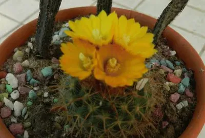 NOTOCACTUS
