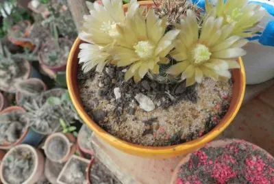 ECHINOCEREUS VIRIDIFLORUS