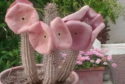 HOODIA GORDONI