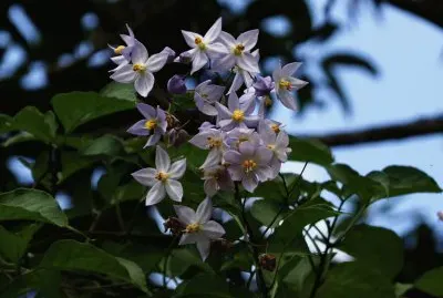 solanum