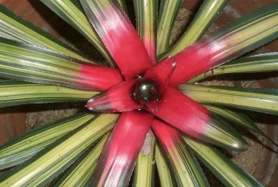 Bromelia5