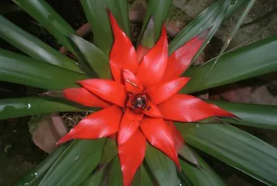 Bromelia6