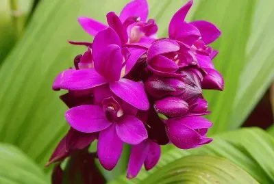 spathoglottis