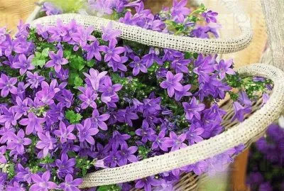 FLORES