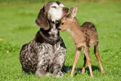 animais