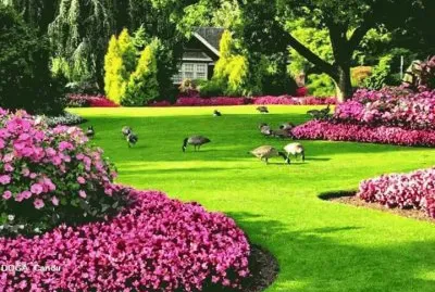 jardim