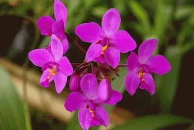spathoglottis