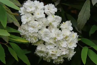spiraea