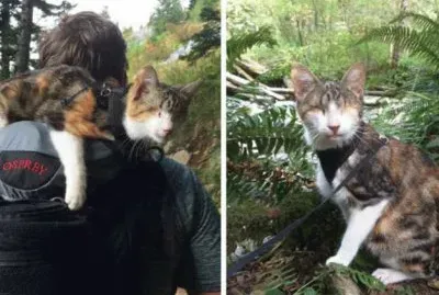 פאזל של gato ciego