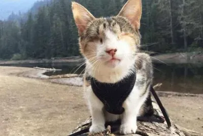 פאזל של gato ciego 2