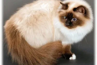 פאזל של colonel melow