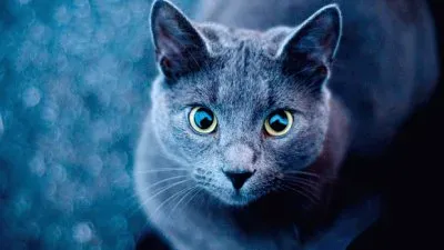 פאזל של gato azul