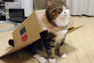 פאזל של gato encajonado