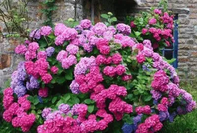 flores