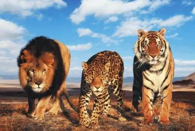 FELINOS