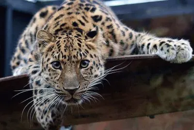 FELINOS jigsaw puzzle