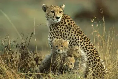 FELINOS jigsaw puzzle