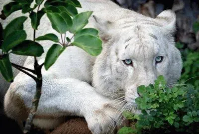 FELINOS jigsaw puzzle