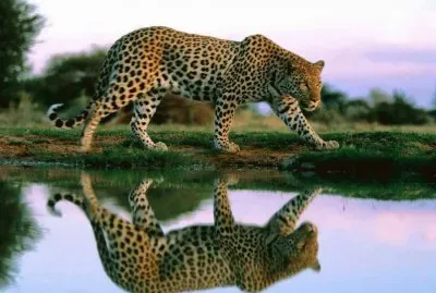 FELINOS jigsaw puzzle