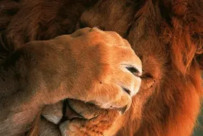 FELINOS jigsaw puzzle