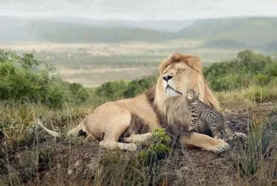 FELINOS jigsaw puzzle
