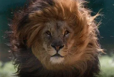 FELINOS