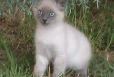 Soy coqueta y me llamo Tara