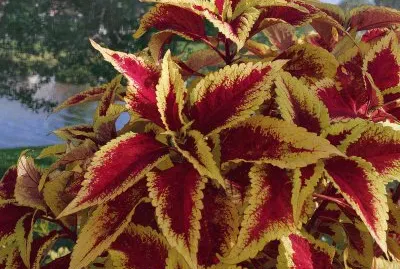 coleus