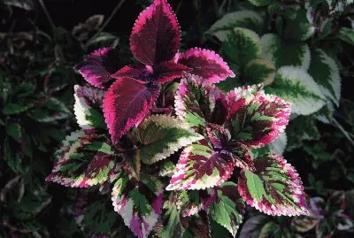 coleus jigsaw puzzle
