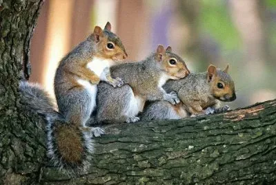 פאזל של ardillas