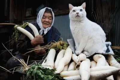 פאזל של gato y seÃ±ora 3